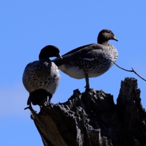 Chenonetta jubata at Coree, ACT - 21 Aug 2022 11:58 AM