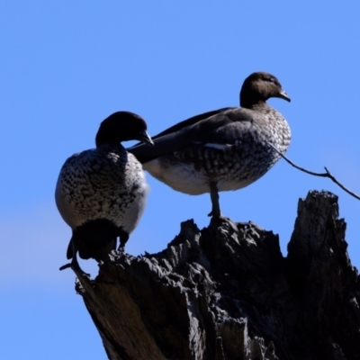 Chenonetta jubata (Australian Wood Duck) at Ginninderry Conservation Corridor - 21 Aug 2022 by Kurt