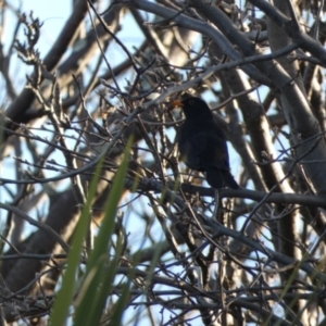 Turdus merula at McKellar, ACT - 2 Aug 2022