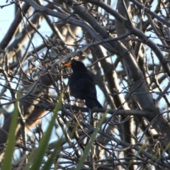 Turdus merula at McKellar, ACT - 2 Aug 2022