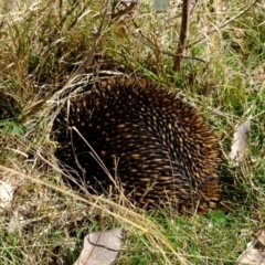 Tachyglossus aculeatus (Short-beaked Echidna) at Holt, ACT - 21 Aug 2022 by Kurt