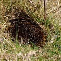 Tachyglossus aculeatus at Holt, ACT - 21 Aug 2022 12:17 PM