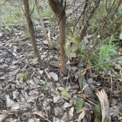 Acacia dealbata (Silver Wattle) at Aranda, ACT - 21 Aug 2022 by lbradley