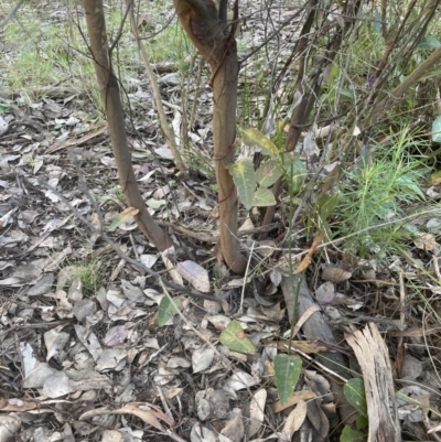 Acacia dealbata (Silver Wattle) at Aranda Bushland - 21 Aug 2022 by lbradley