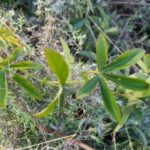 Passiflora caerulea at O'Malley, ACT - 21 Aug 2022