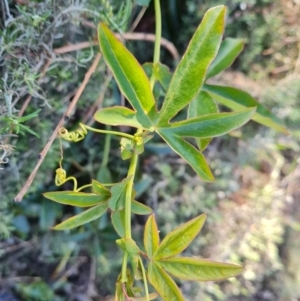 Passiflora caerulea at O'Malley, ACT - 21 Aug 2022