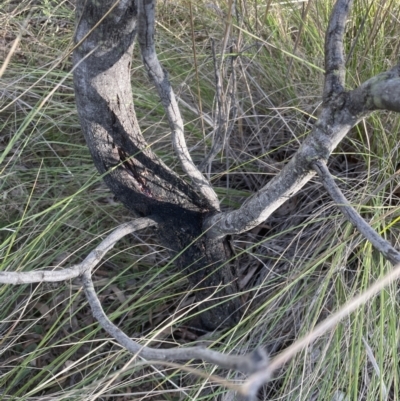 Acacia decurrens (Green Wattle) at Aranda, ACT - 21 Aug 2022 by lbradley