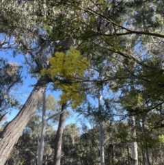 Acacia decurrens at Aranda, ACT - 21 Aug 2022