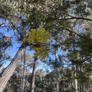 Acacia decurrens at Aranda, ACT - 21 Aug 2022