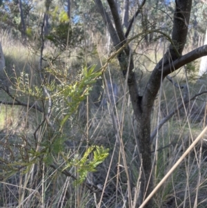 Acacia decurrens at Aranda, ACT - 21 Aug 2022