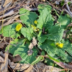 Cymbonotus sp. (preissianus or lawsonianus) (Bears Ears) at O'Malley, ACT - 21 Aug 2022 by Mike