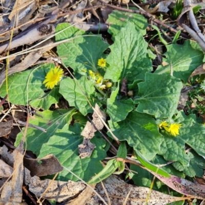 Cymbonotus sp. (preissianus or lawsonianus) (Bears Ears) at O'Malley, ACT - 21 Aug 2022 by Mike