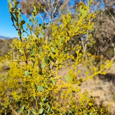 Acacia buxifolia subsp. buxifolia (Box-leaf Wattle) at Jerrabomberra, ACT - 21 Aug 2022 by Mike