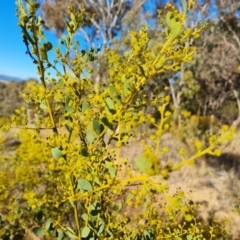 Acacia buxifolia subsp. buxifolia (Box-leaf Wattle) at Mount Mugga Mugga - 21 Aug 2022 by Mike