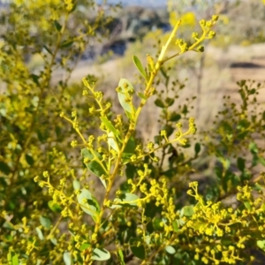 Acacia buxifolia subsp. buxifolia at Jerrabomberra, ACT - 21 Aug 2022 03:46 PM