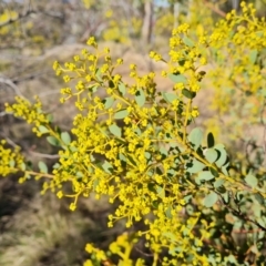 Acacia buxifolia subsp. buxifolia at Jerrabomberra, ACT - 21 Aug 2022
