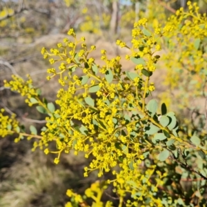 Acacia buxifolia subsp. buxifolia at Jerrabomberra, ACT - 21 Aug 2022