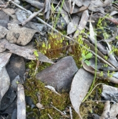 Funaria hygrometrica at Aranda, ACT - 21 Aug 2022 03:53 PM