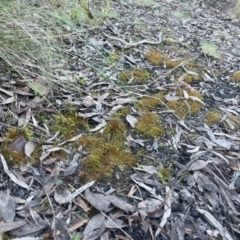 Funaria hygrometrica at Aranda, ACT - 21 Aug 2022 03:53 PM