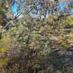 Hakea decurrens (Bushy Needlewood) at Mount Mugga Mugga - 21 Aug 2022 by Mike