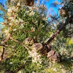 Hakea decurrens at Red Hill, ACT - 21 Aug 2022