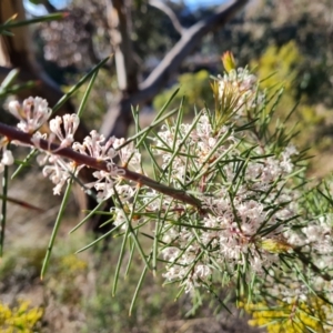 Hakea decurrens at Red Hill, ACT - 21 Aug 2022