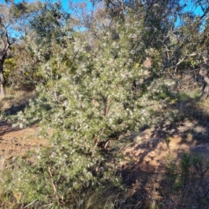 Hakea decurrens at Red Hill, ACT - 21 Aug 2022