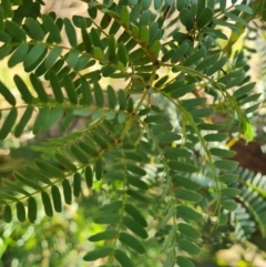 Acacia (genus) (A Wattle) at Red Hill, ACT - 21 Aug 2022 by Mike