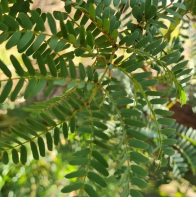 Acacia sp. (A Wattle) at Red Hill, ACT - 21 Aug 2022 by Mike