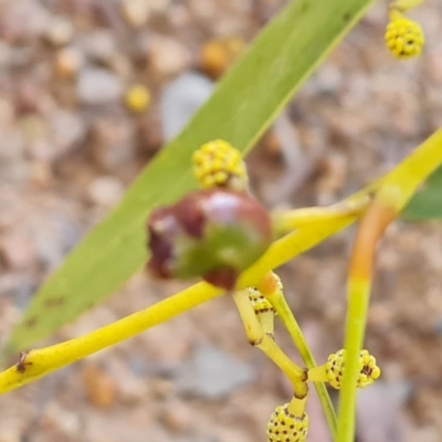 Unverified Insect at Jerrabomberra, ACT - 21 Aug 2022 by Mike
