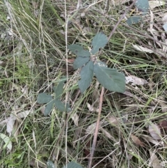 Rubus anglocandicans (Blackberry) at Molonglo Valley, ACT - 21 Aug 2022 by lbradley