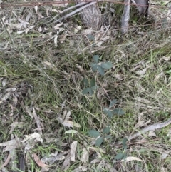 Rubus anglocandicans at Aranda, ACT - 21 Aug 2022 04:46 PM