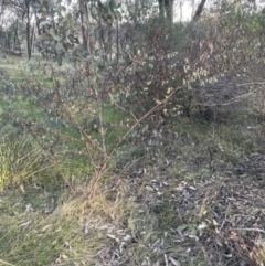 Indigofera australis subsp. australis (Australian Indigo) at Aranda, ACT - 21 Aug 2022 by lbradley