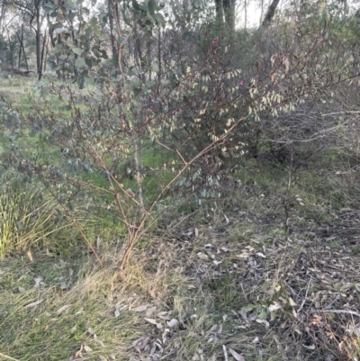 Indigofera australis subsp. australis (Australian Indigo) at Aranda, ACT - 21 Aug 2022 by lbradley