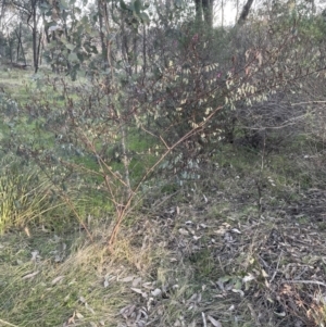 Indigofera australis subsp. australis at Molonglo Valley, ACT - 21 Aug 2022