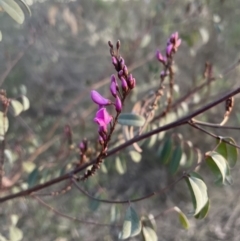 Indigofera australis subsp. australis at Aranda, ACT - 21 Aug 2022