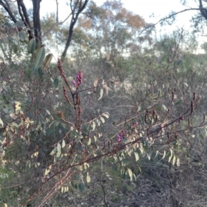 Indigofera australis subsp. australis at Aranda, ACT - 21 Aug 2022