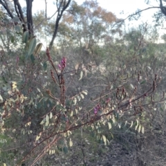 Indigofera australis subsp. australis at Molonglo Valley, ACT - 21 Aug 2022