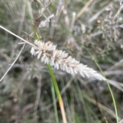 Phalaris aquatica (Phalaris, Australian Canary Grass) at Cook, ACT - 21 Aug 2022 by lbradley