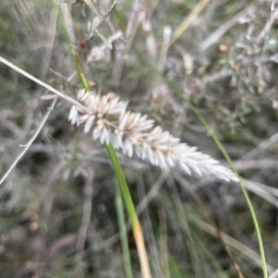 Phalaris aquatica (Phalaris, Australian Canary Grass) at Cook, ACT - 21 Aug 2022 by lbradley