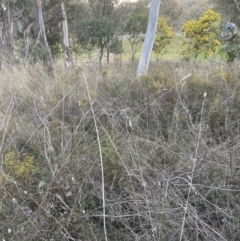 Phalaris aquatica at Cook, ACT - 21 Aug 2022 05:20 PM