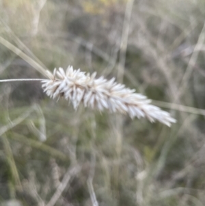 Phalaris aquatica at Cook, ACT - 21 Aug 2022 05:20 PM