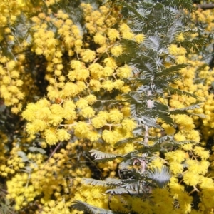 Acacia baileyana at Pialligo, ACT - 21 Aug 2022 10:47 AM