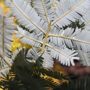 Acacia baileyana at Pialligo, ACT - 21 Aug 2022 10:47 AM