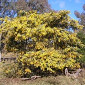 Acacia baileyana at Pialligo, ACT - 21 Aug 2022
