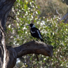 Gymnorhina tibicen (Australian Magpie) at Mount Ainslie - 21 Aug 2022 by MatthewFrawley