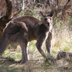 Macropus giganteus (Eastern Grey Kangaroo) at Mount Ainslie - 21 Aug 2022 by MatthewFrawley