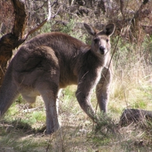 Macropus giganteus at Pialligo, ACT - 21 Aug 2022