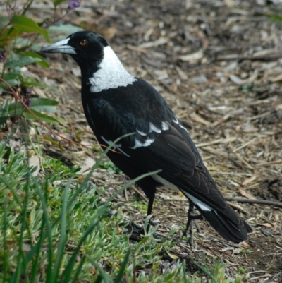 Gymnorhina tibicen (Australian Magpie) at Aranda, ACT - 18 Aug 2022 by KMcCue