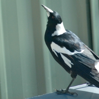 Gymnorhina tibicen (Australian Magpie) at GG182 - 20 Aug 2022 by KMcCue